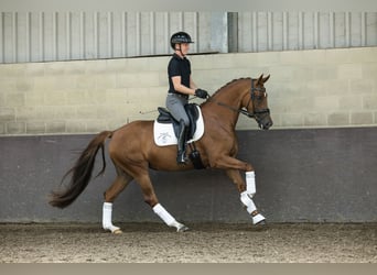 KWPN, Stute, 4 Jahre, 162 cm, Fuchs