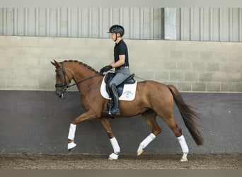 KWPN, Stute, 4 Jahre, 162 cm, Fuchs