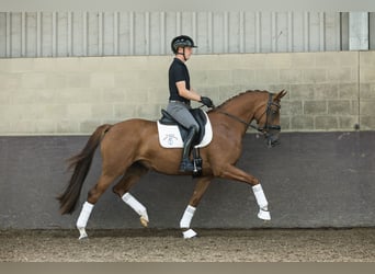 KWPN, Stute, 4 Jahre, 162 cm, Fuchs
