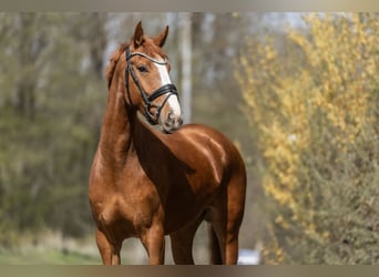 KWPN, Stute, 4 Jahre, 162 cm, Fuchs