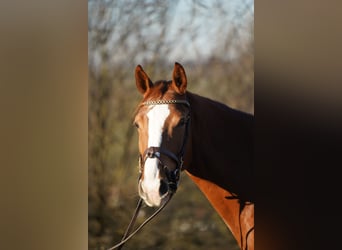 KWPN, Stute, 4 Jahre, 162 cm, Fuchs