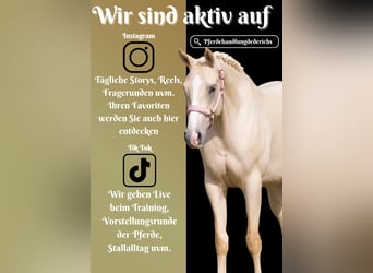 KWPN, Stute, 4 Jahre, 162 cm, Palomino