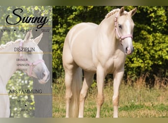 KWPN, Stute, 4 Jahre, 162 cm, Palomino