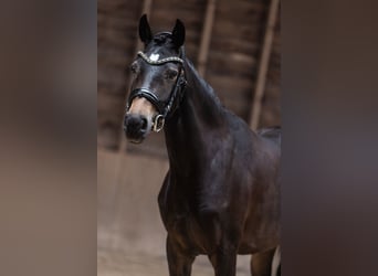 KWPN, Stute, 4 Jahre, 162 cm, Schwarzbrauner