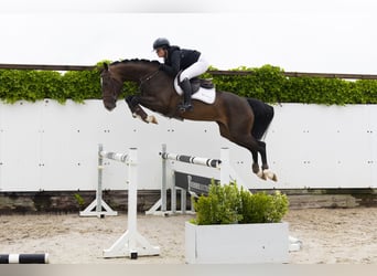 KWPN, Stute, 4 Jahre, 163 cm, Brauner