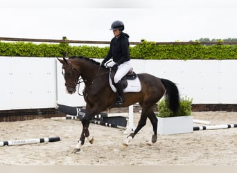 KWPN, Stute, 4 Jahre, 163 cm, Brauner