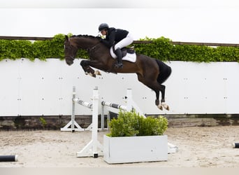KWPN, Stute, 4 Jahre, 163 cm, Brauner