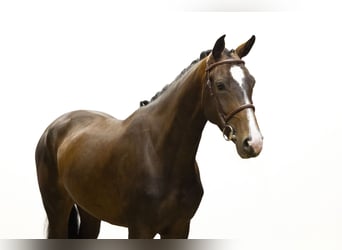 KWPN, Stute, 4 Jahre, 163 cm, Brauner