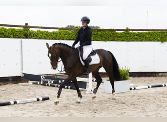 KWPN, Stute, 4 Jahre, 163 cm, Brauner