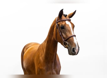 KWPN, Stute, 4 Jahre, 163 cm, Brauner