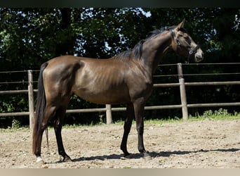KWPN, Stute, 4 Jahre, 163 cm, Buckskin