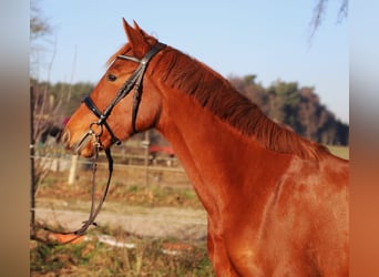 KWPN, Stute, 4 Jahre, 163 cm, Fuchs