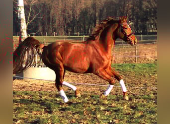 KWPN, Stute, 4 Jahre, 163 cm, Fuchs