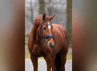 KWPN, Stute, 4 Jahre, 163 cm, Fuchs