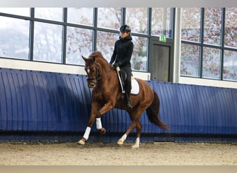 KWPN, Stute, 4 Jahre, 163 cm, Fuchs