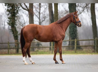 KWPN, Stute, 4 Jahre, 163 cm, Fuchs