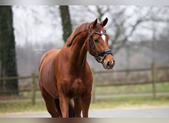 KWPN, Stute, 4 Jahre, 163 cm, Fuchs