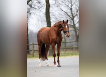 KWPN, Stute, 4 Jahre, 163 cm, Fuchs