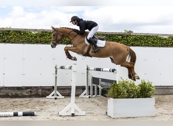 KWPN, Stute, 4 Jahre, 163 cm, Fuchs