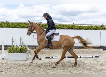 KWPN, Stute, 4 Jahre, 163 cm, Fuchs