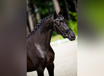 KWPN, Stute, 4 Jahre, 163 cm, Rappe