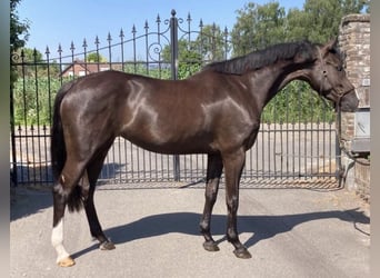 KWPN, Stute, 4 Jahre, 163 cm, Rappe