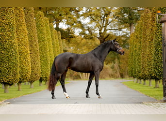 KWPN, Stute, 4 Jahre, 163 cm, Schwarzbrauner