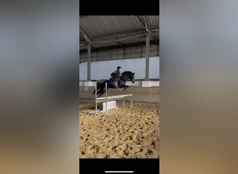 KWPN, Stute, 4 Jahre, 163 cm, Schwarzbrauner