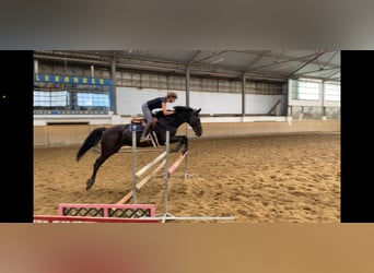 KWPN, Stute, 4 Jahre, 163 cm, Schwarzbrauner