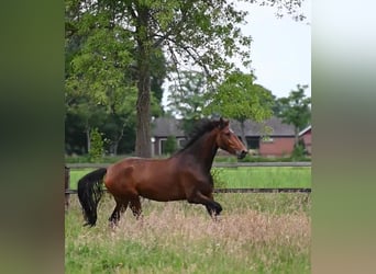 KWPN, Stute, 4 Jahre, 164 cm, Brauner