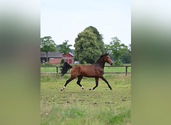 KWPN, Stute, 4 Jahre, 164 cm, Brauner