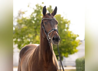 KWPN, Stute, 4 Jahre, 164 cm, Brauner