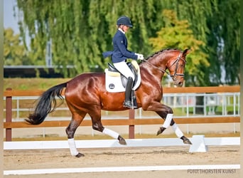 KWPN, Stute, 4 Jahre, 164 cm, Brauner