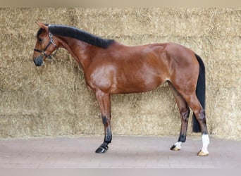 KWPN, Stute, 4 Jahre, 164 cm, Brauner