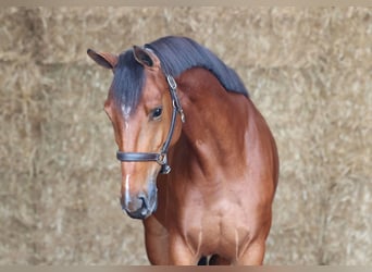KWPN, Stute, 4 Jahre, 164 cm, Brauner