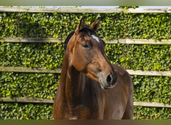 KWPN, Stute, 4 Jahre, 164 cm, Brauner