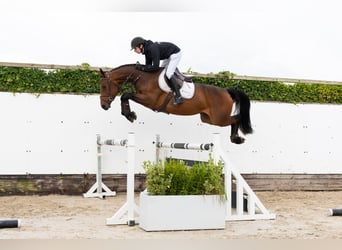 KWPN, Stute, 4 Jahre, 164 cm, Brauner KWPN, Stute, 4 Jahre, 164 cm, Brauner