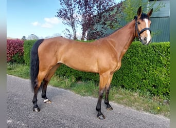 KWPN, Stute, 4 Jahre, 164 cm, Brauner