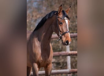 KWPN, Stute, 4 Jahre, 164 cm, Dunkelbrauner