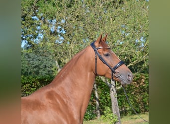 KWPN, Stute, 4 Jahre, 164 cm, Dunkelfuchs