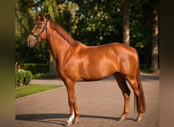 KWPN, Stute, 4 Jahre, 164 cm, Dunkelfuchs