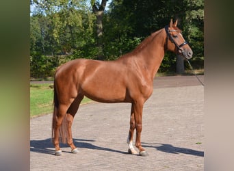 KWPN, Stute, 4 Jahre, 164 cm, Dunkelfuchs