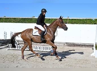KWPN, Stute, 4 Jahre, 164 cm, Hellbrauner