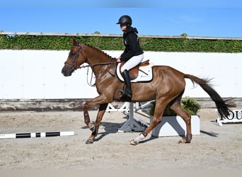 KWPN, Stute, 4 Jahre, 164 cm, Hellbrauner