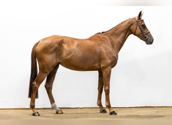 KWPN, Stute, 4 Jahre, 164 cm, Hellbrauner
