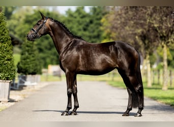 KWPN, Stute, 4 Jahre, 164 cm, Rappe