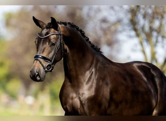 KWPN, Stute, 4 Jahre, 164 cm, Rappe