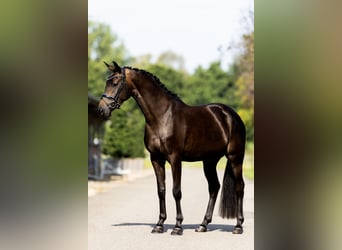 KWPN, Stute, 4 Jahre, 164 cm, Rappe