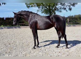 KWPN, Stute, 4 Jahre, 164 cm, Rappe