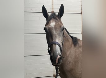 KWPN, Stute, 4 Jahre, 165 cm, Blauschimmel